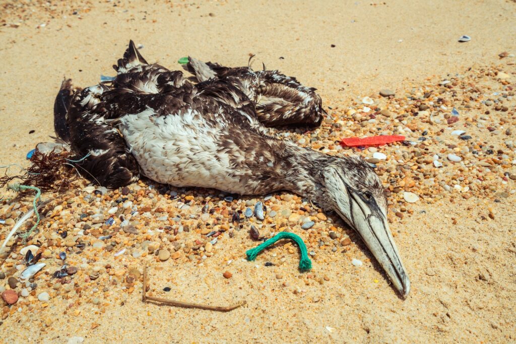 Dead seagull on beach 5